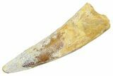 Fossil Spinosaurus Tooth - Real Dinosaur Tooth #363494-1